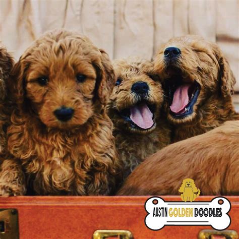 Austin doodle - Please email chaseh1998@gmail.com or text 210-387-5434 for a puppy visit or to place a deposit to hold a puppy w signed contract. Estimate 25-40lbs, small-medium sized range multigeneration miniature gold and black labradoodles in Texas. Individual puppy pics on page #1 & #2. Hill Country Texas Labradoodles is located in Central Texas not far ... 